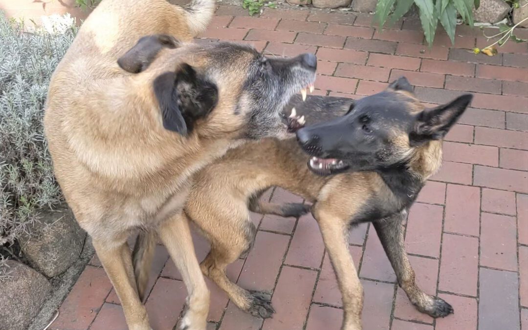 Nach Rottweiler-Attacke: Gedanken zur Sachkundeprüfung in Bremen