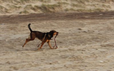 Warum die Hundeleine (auch) ein echtes Problem zwischen Dir und Deinem Hund sein kann…