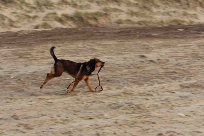 Warum die Hundeleine (auch) ein echtes Problem zwischen Dir und Deinem Hund sein kann…