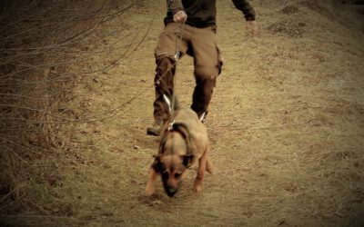 Warum die Unterscheidung von Impulskontrolle und Frustrationstoleranz wichtig für ein erfolgreiches Hundetraining ist!